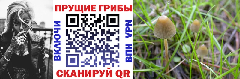 Псилоцибиновые грибы Magic Shrooms  Купить  Новосиль 